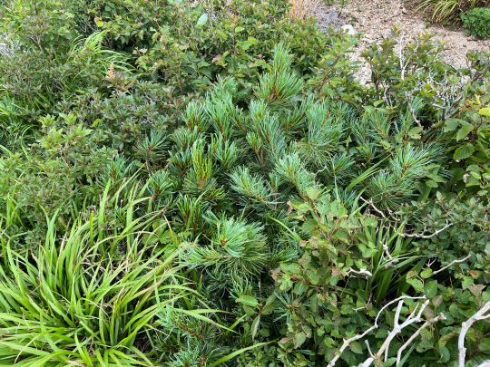 설악산 눈잣나무 복원 시험지 모습. 산림과학원 제공